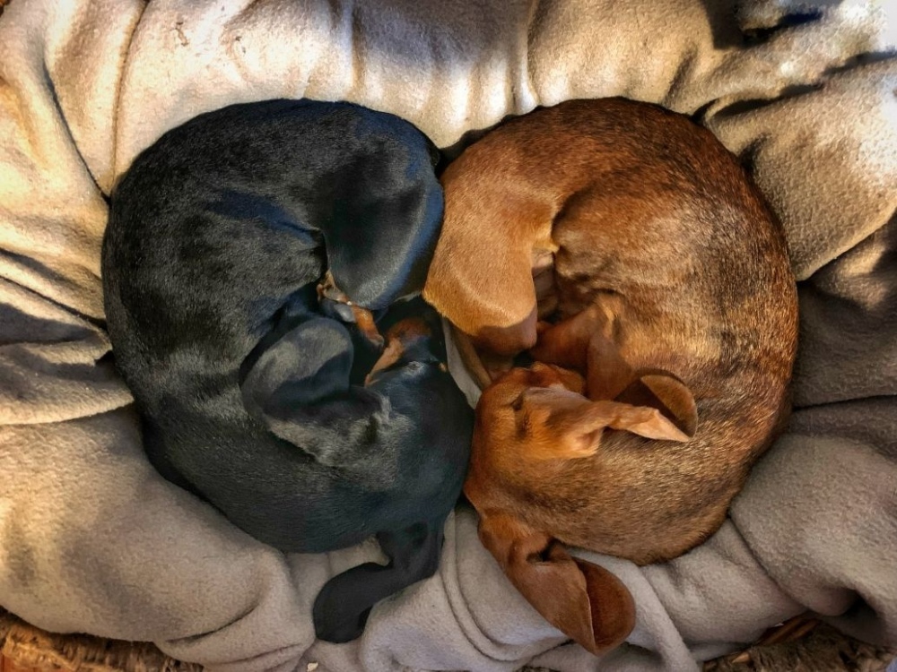 dogfox_22_10.thumb.jpg.00545be066338ae488f6d675fd2c8cb1.jpg