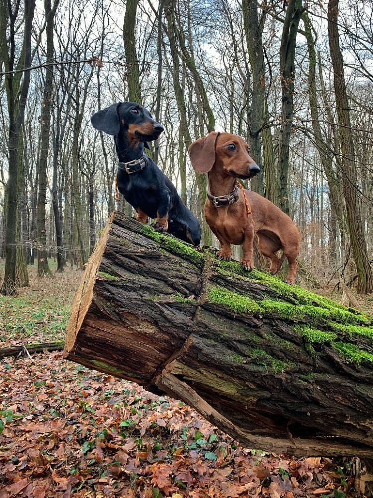 dogfox_31_12b.thumb.jpg.e1fa0c551634c570e522c6a1acf6d9b0.jpg
